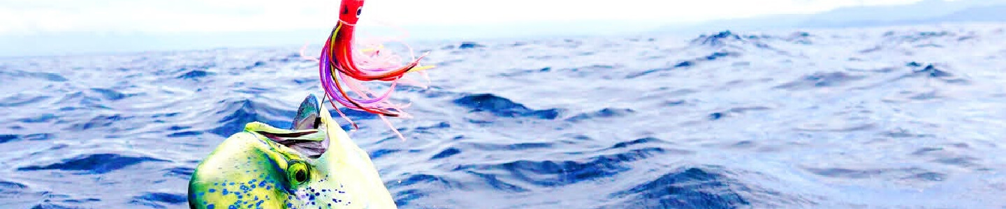 Bandeau mettant en avant la charte graphique du site internet helloassistante